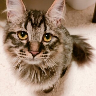 長毛　キジトラの男の子（推定４ヶ月）