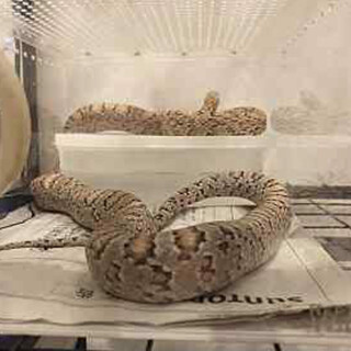 お渡し済の為　停止　