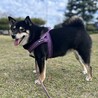 ふくふくぴー