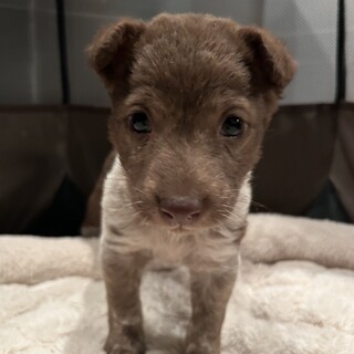 おしゃれな色と柄の雑種の子犬