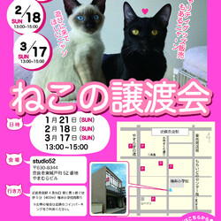 猫の譲渡会