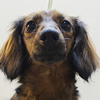 ミニチュアダックスの女の子です