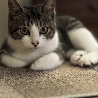 元気な可愛い女の子(5ヶ月)のお家を探しています