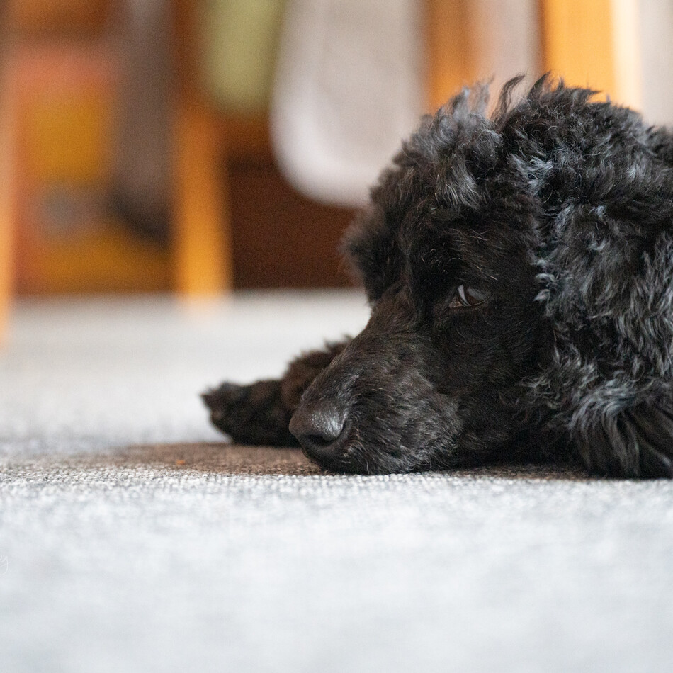 希音(ねね)のカバー写真