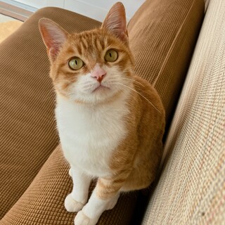 【12/17譲渡会】もちきんちゃくくん