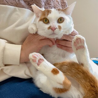 【12/17譲渡会】千夏くん