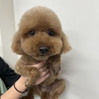 ユーちゃん(6歳)トイプードル♀