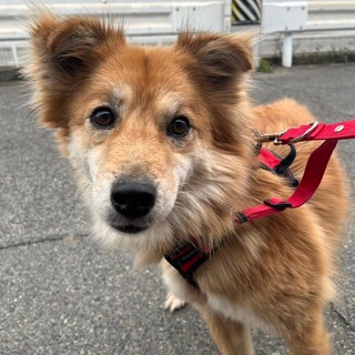 ふわふわで垂れ耳がチャームポイント【マリ】ちゃん