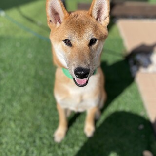 ３月生まれの赤柴