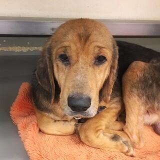 【相談中】新しいお家を探します！　つかべえくん