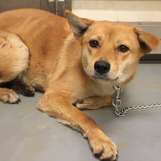 優しいおめめの　ボルドーちゃん　2-3歳