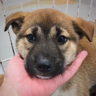 【相談中】かわいい子犬　のんじくん　1ヶ月半