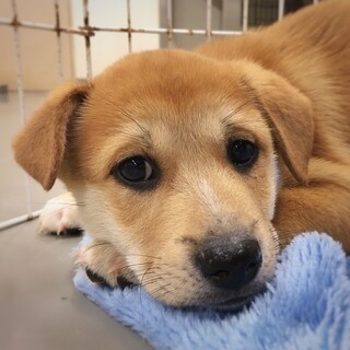 かわいい子犬　のんざくん　1ヶ月半