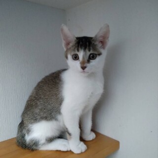 オンまゆっぽい柄が可愛い女の子です♪