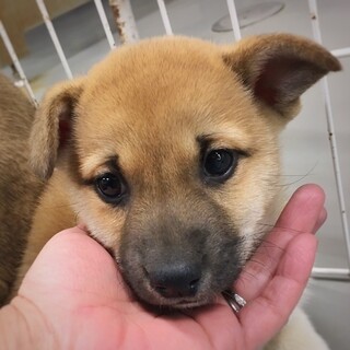 【相談中】かわいい子犬　のんこちゃん　1ヶ月半