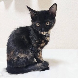 おてんばで甘えん坊な女の子☆よつばちゃん