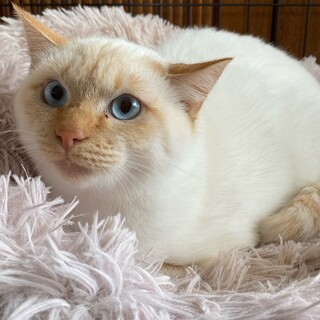 ブルーアイの男の子