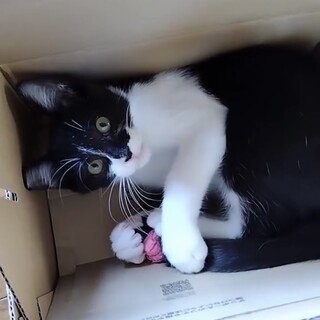 場所が変わっても平気！いつもゴロゴロ言ってます。