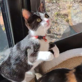 マイペースな女の子、白靴下がチャームポイント