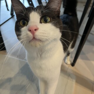 白黒ハチワレ里親募集　ケージ等も一式お譲りします