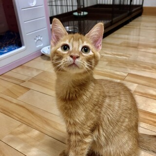 ありがとうございました★可愛い茶虎のスヌーピーくん