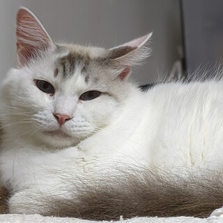 ふわふわ♡マイペースで温厚な音羽君