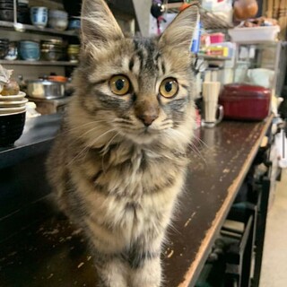 珍しいキジ長毛　穏やか子猫さん♀
