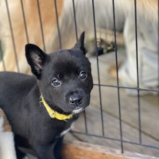 【里親様決定】うらん♀の幸せが見つかりました♡