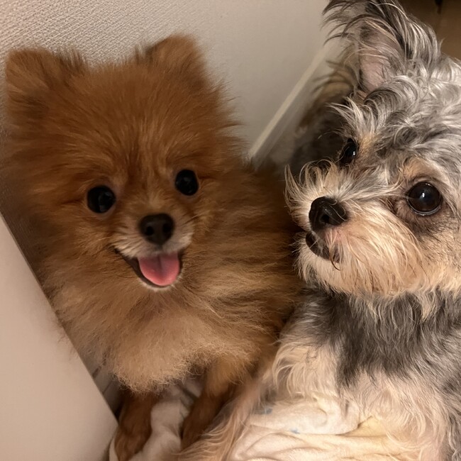 ぽぴぴゅうのカバー写真