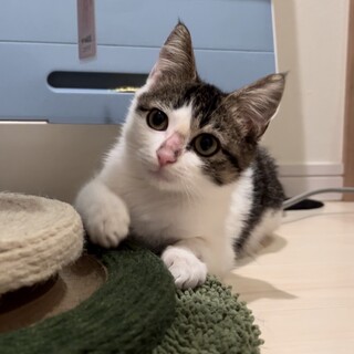 【一般レスキュー】甘えん坊の福くん