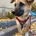 甘えん坊ポトちゃんの家族募集