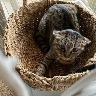 2姉妹　トト&クロ　募集しています。