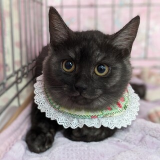 【12/17東日本橋】スモークの美猫❤️アビちゃん