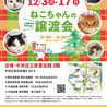 【12/17東日本橋】スモークの美猫❤️アビちゃん サムネイル7