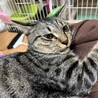 【白血っ子】本当はもっと甘えたいよ、ミューピー