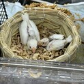 手のり白文鳥ひな合計4羽の里親さん募集です
