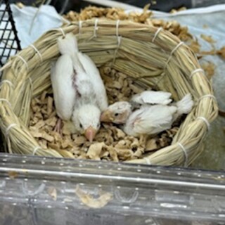手のり白文鳥ひな合計4羽の里親さん募集です