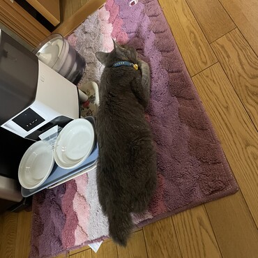 お散歩してエナジーケアとちゅーるごはん計一本と水で満腹(^^;; 最近は明け方に倒れてる⁈息してる⁇毎日ドキドキ(ﾟoﾟ;; このあと昼に残り物の焼き鮭(･･;)お腹空かせるためにぐるぐる室内散歩ってボケてないのね（＾∇＾）