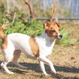 優しい女の子【マイロちゃん】