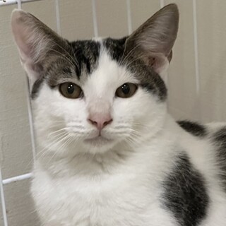 12/17赤羽譲渡会♡優しいモヒちゃん☆