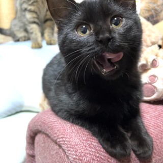 元気な兄妹の丸顔黒猫シェイシェイちゃん