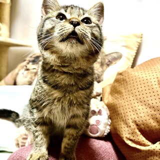元気な兄妹の丸顔キジ猫ニイハオくん