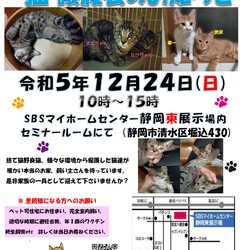保護ニャンコの譲渡会ｂｙ静岡市清水区