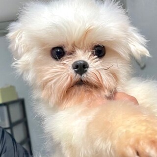 23-M381　小さな小さなマルチーズ君
