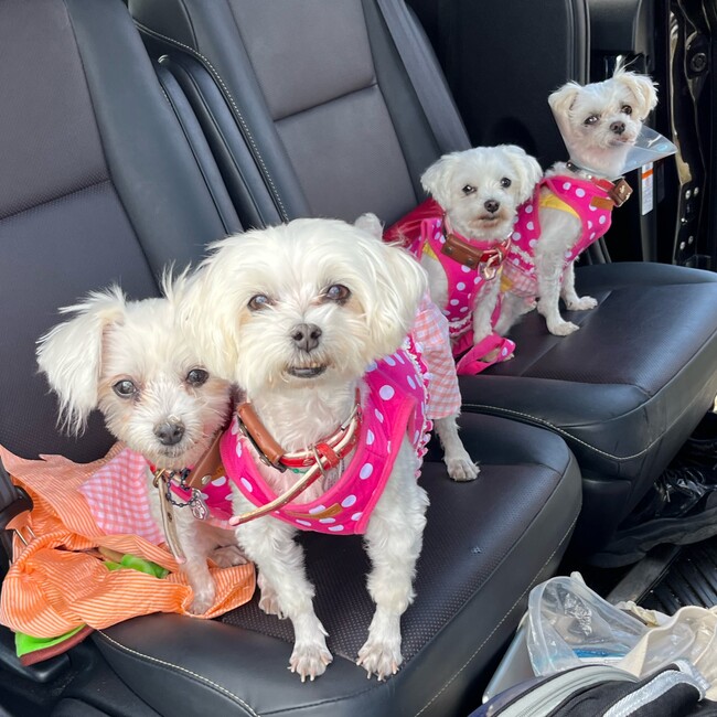 マルチーズ一家のカバー写真