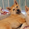【相談中】かわいい子犬　おとせちゃん　2-3ヶ月 サムネイル2
