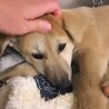 【相談中】かわいい子犬　おとせちゃん　2-3ヶ月 サムネイル3