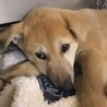 【相談中】かわいい子犬　おとせちゃん　2-3ヶ月 サムネイル4