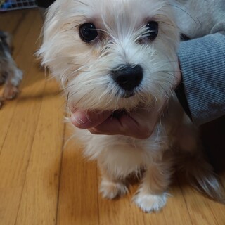 ヨーキ×マルチーズ女の子