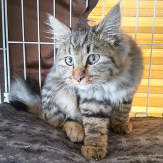 長毛キジトラ男子のヒデキ君！